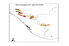 Syzygium tamilnadensis
